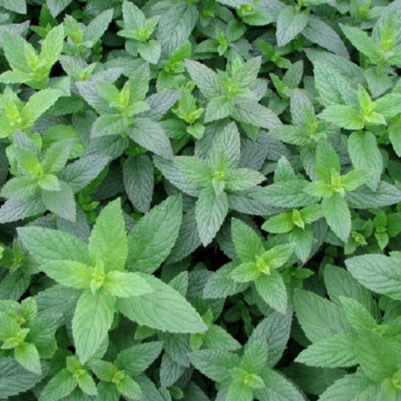 Wintermint- Single wax melt snap bar - Picture 2 of 3